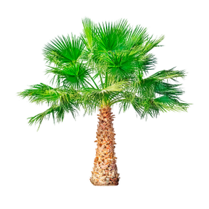Saw Palmetto (Dwarf Palm)는 TestoUltra의 구성 요소입니다. 