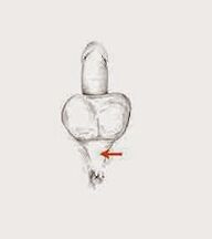 효능을 증가시키는 근육과 그 긴장